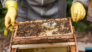 Apicoltura: progetto transfrontaliero a sostegno delle comunità rurali del Mediterraneo