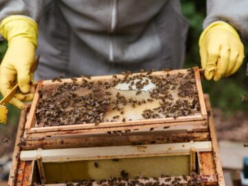 Apicoltura: progetto transfrontaliero a sostegno delle comunità rurali del Mediterraneo