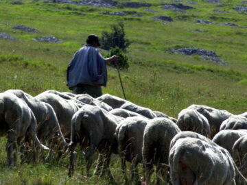 rapina-pecore-rubate