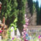 Fiori del cemento