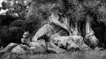 “Il Paese del Vento”, il libro di Tonino Mosconi nelle radici profonde della Sardegna